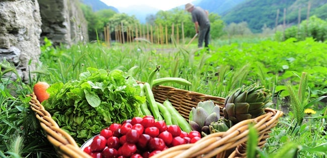 Agricultura ecológica: el futuro que se avizora.